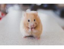 Скільки років живуть хомʼяки в домашніх умовах