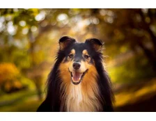 Кращі породи собак для дітей