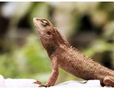 Чим можна годувати ящірку