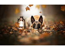 Бельгійська вівчарка Малінуа