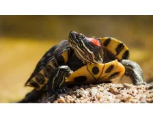 Чим годувати червоновухих черепах