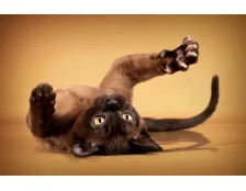 Як правильно підстригти кігті кішці