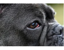 Червоні очі у собак