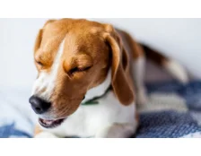 Як лікувати кашель у собак