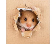 Імена для хомʼяків