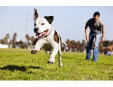 Як знайти собаку якщо він загубився