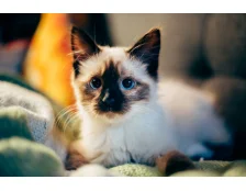 Новонароджене кошеня: чим годувати і як доглядати