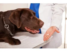 Як давати пігулку вихованцю