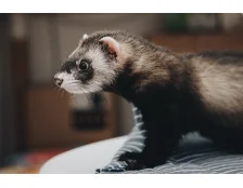 Чим годувати і як доглядати тхора