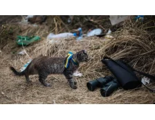 Вихованець в умовах війни