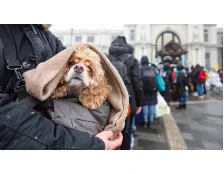 Допомога тваринам під час війни