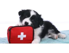 Що покласти в аптечку чотирилапого