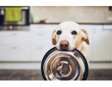 Що робити, якщо з магазинів зник корм