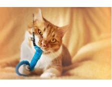 Перші покупки для котика