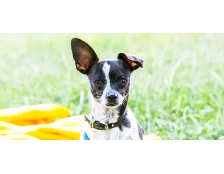 Правила безпеки для тварин