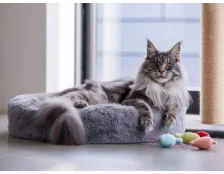 Мейн-кун: догляд та годування