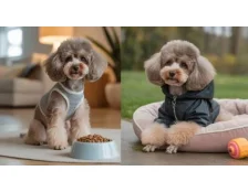 Той-пудель: правила догляду та харчування