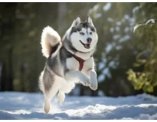 Хаскі: енергія породи - раціон, догляд та аксесуари