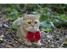 Британська кішка: правильне харчування та засоби для догляду