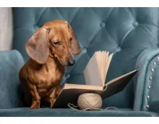 Такса: особливості догляду та годування