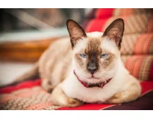 Сіамська кішка: догляд за шерстю та харчування