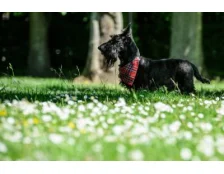 Скотч‑тер’єр: догляд за шерстю та харчування