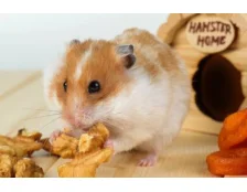 Сирійський хом’як: особливості догляду та харчування