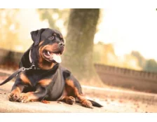 Ротвейлер: особливості догляду та харчування