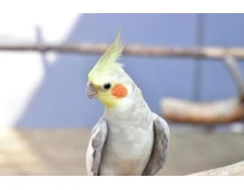 Корела: як правильно доглядати та годувати папугу