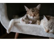 Абіссінська кішка: харчування та догляд