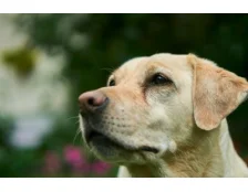 Лабрадор: правила догляду та здорове харчування