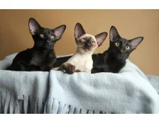 Орієнтальна кішка: поради з догляду та харчування