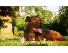 Американський пітбуль: правила догляду та здорове харчування