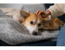 Коргі: правила догляду та здорове харчування