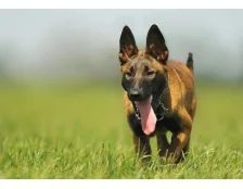 Бельгійська вівчарка: правила догляду та збалансоване харчування