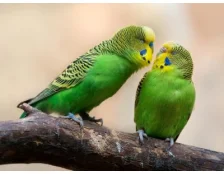 Хвилясті папуги: як доглядати та чим годувати