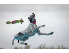 Ігри для собаки: як зайняти улюбленця та підтримати його форму