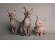 Канадський сфінкс: догляд та утримання