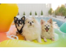 Декоративні породи собак: догляд, корм і аксесуари