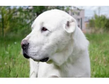 Алабай: догляд та утримання великої породи собак