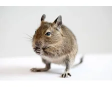 Дегу вдома: комфортне утримання та правильний догляд