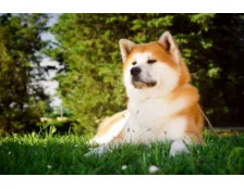 Акіта-іну: догляд, харчування та утримання собаки