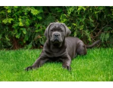 Кане корсо: догляд та утримання