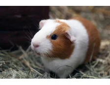 Морська свинка: догляд та утримання