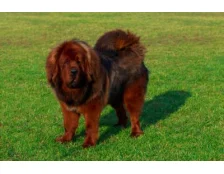 Тибетський мастиф: догляд, харчування та умови утримання