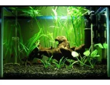 Энергосберегающие лампы для аквариума