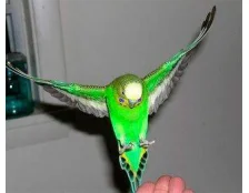 Як навчити папугу говорити