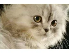 Как ухаживать за породистым котенком