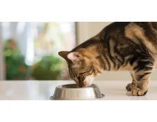 Особливості годування кастрованих котів