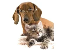 Как предотвратить появление блох и клещей у животного